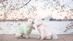 DC’s Year in Review, As Told By Instagram