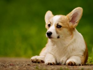 Here’s How to Help Animals Displaced by the Hurricane