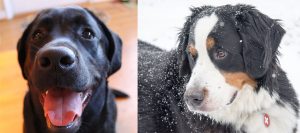 Bentley Berner and Reveille Are the Cutest Dogs in Washington