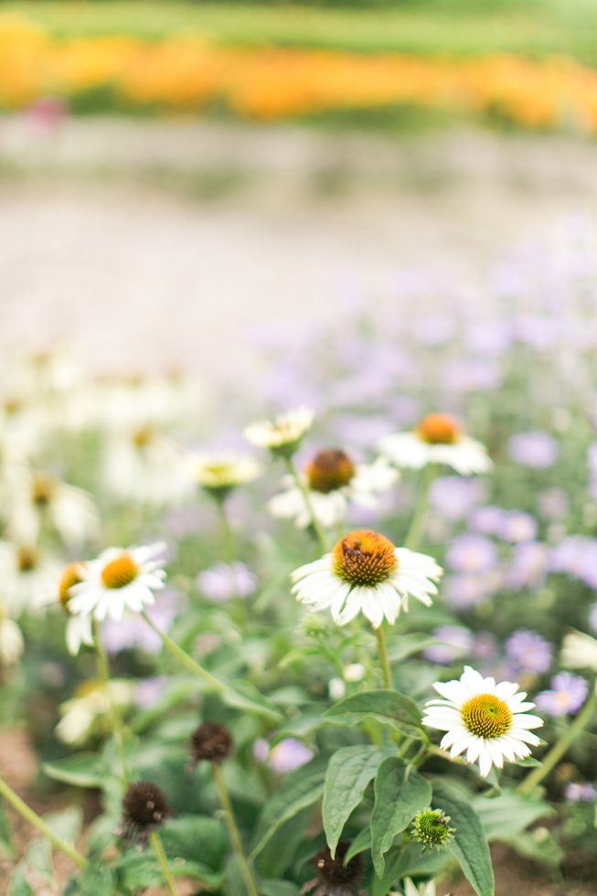 Sarah Jin + Jonathan Kim | Anny Photo12 Sarah Jin + Jonathan Kim | Anny Photo12