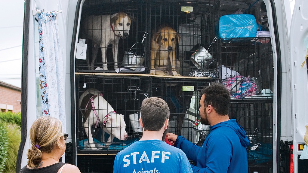 Homeward Hound: Dogs affected by Hurricane Harvey arrive at DC’s Humane Rescue Alliance.