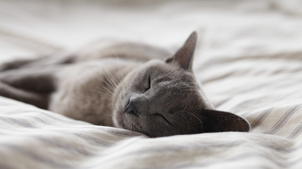 Do you have a cute, sleepy cat? Photograph by Alexander Possingham via Unsplash.