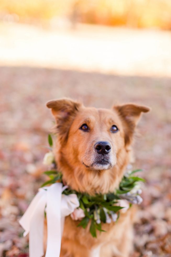 Rescue Puppies BARCS Baltimore Bloggers 17 Rescue Puppies BARCS Baltimore Bloggers 17
