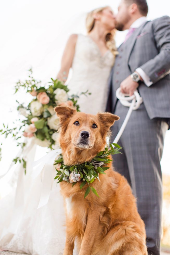 Rescue Puppies BARCS Baltimore Bloggers 18 Rescue Puppies BARCS Baltimore Bloggers 18