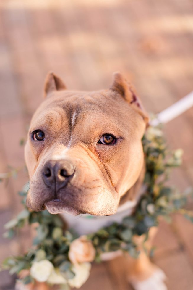 Rescue Puppies BARCS Baltimore Bloggers 2 Rescue Puppies BARCS Baltimore Bloggers 2