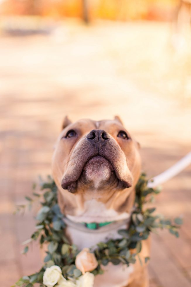 Rescue Puppies BARCS Baltimore Bloggers 6 Rescue Puppies BARCS Baltimore Bloggers 6