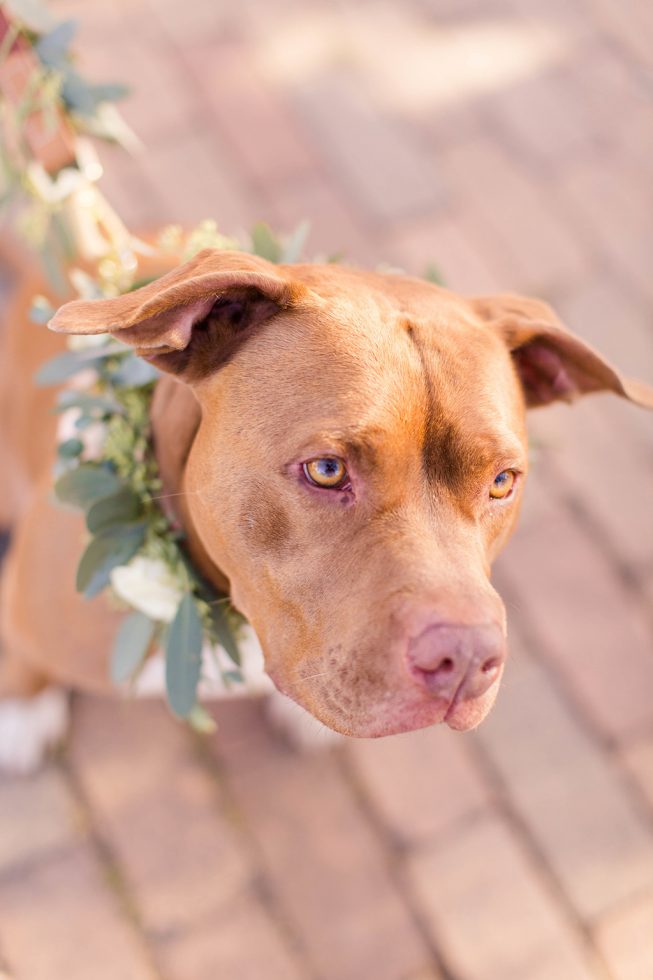Rescue Puppies BARCS Baltimore Bloggers 9 Rescue Puppies BARCS Baltimore Bloggers 9
