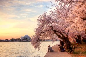 Stats You Didn’t Know About DC’s Cherry Blossoms