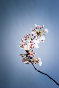 Are DC’s Cherry Blossoms The Best In the World?