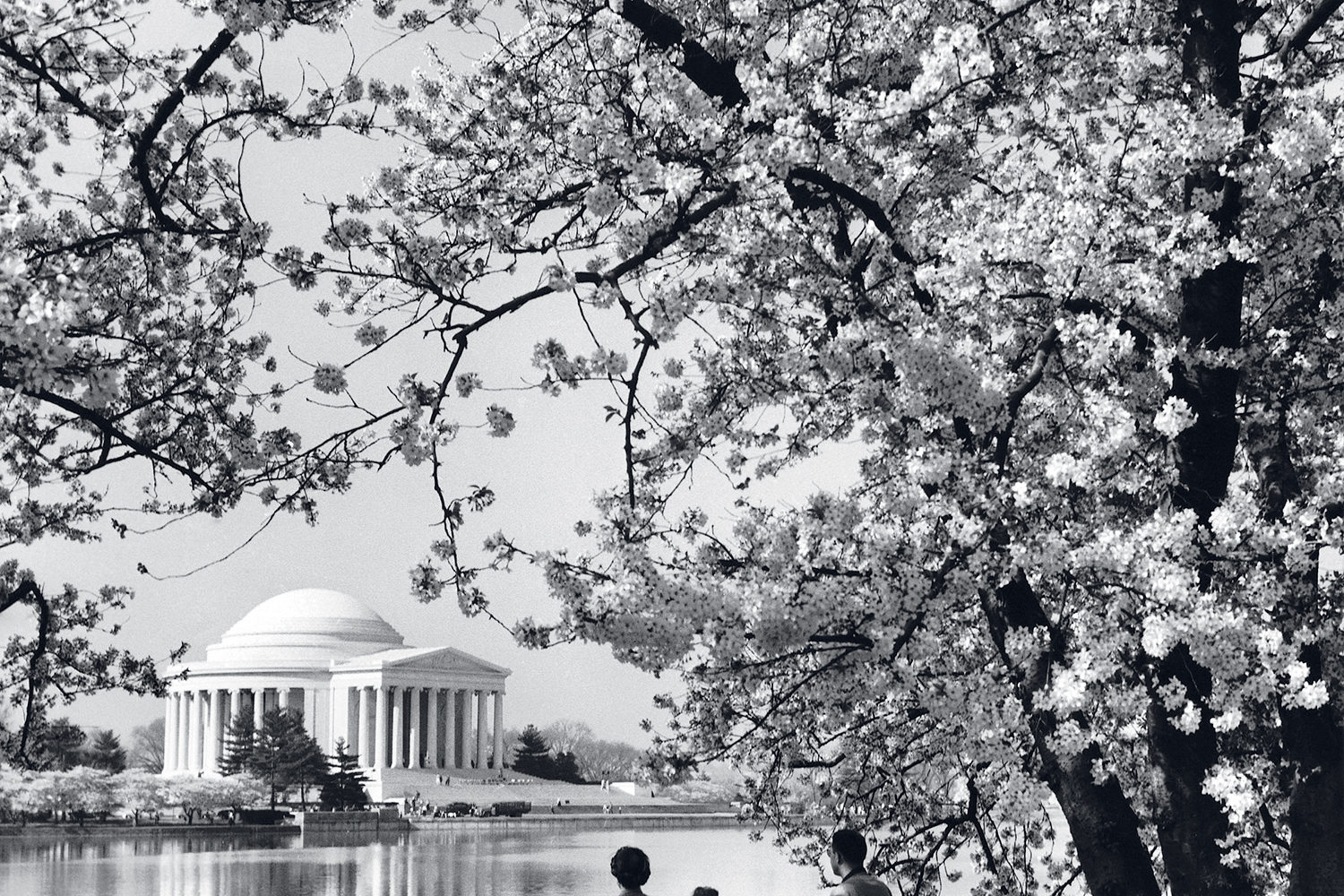 The Ultimate Guide to DC’s Cherry Blossoms