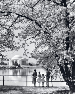 The Ultimate Guide to DC’s Cherry Blossoms