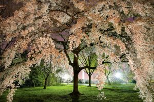 Why DC’s Cherry Blossoms Are Overrated