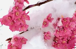 This Spring Snowstorm Shouldn’t Harm the Cherry Blossoms