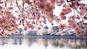 DC Is in Full-On Cherry Blossom Hysteria, So We Ranked Some Cherry Blossom Spa Treatments