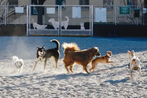 Five Great Dog Parks in Arlington
