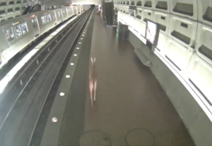 There Was a Deer on Metro This Morning
