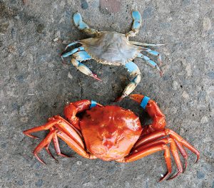 Love Blue Crabs? Meet the Red Crab