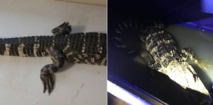 There’s a Lot More to the Story of the “DC Alligator”