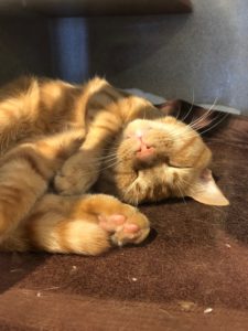 You’ll Want to Adopt All These Adorable Pets This Weekend