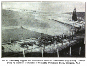 DC Used to Feed Its Trash to Pigs. Why’d We Stop?