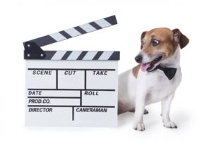 Will Your Doggo Be the Next Star in Arena Stage’s “Anything Goes”?