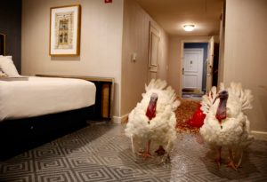 Washingtonian Today: A Fowl Day at the White House