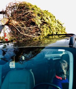 How to Recycle Your Christmas Tree Around DC