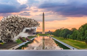 More Hedgehogs Are Coming to Washington. Here’s Why I’m Not Happy About It.
