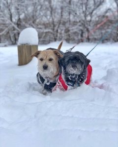 Check Out Our 11 Favorite DC Snow Day Photos on Instagram
