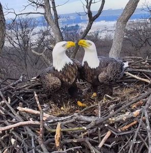 A Shocking Love Triangle Has Broken Up DC’s Favorite Bald Eagle Power Couple