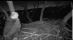 Why Didn’t Anyone Try to Save Liberty the Eagle’s Eggs?