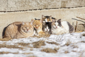 We Finally Know How Many Cats Live in DC