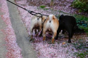 Washingtonian Today: Louise Linton Is Directing a Movie