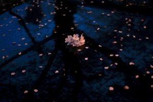 Washingtonian Today: Bother Bob!