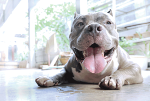 There’s Finally a Place That Lets You Borrow Dogs for a Couple Hours