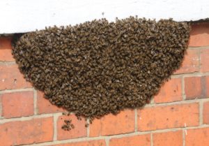 Recently, in Swarms of Bees