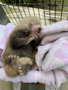 Let Us Now Appreciate the Smithsonian’s New Red Panda Cub