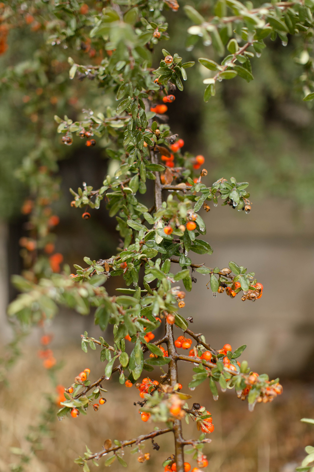 View More: http://candiceadelle.pass.us/julisa-and-jon brunch-wedding