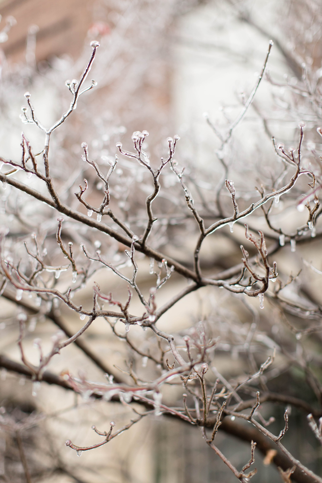 View More: http://candiceadelle.pass.us/julisa-and-jon brunch-wedding