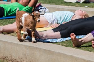How a DC Goat Yoga Event Exploded, Almost Broke a World Record, Then Withered in the Summer Heat
