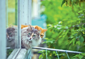 It’s Probably Not a Good Idea to Let Your DC House Cat Outside