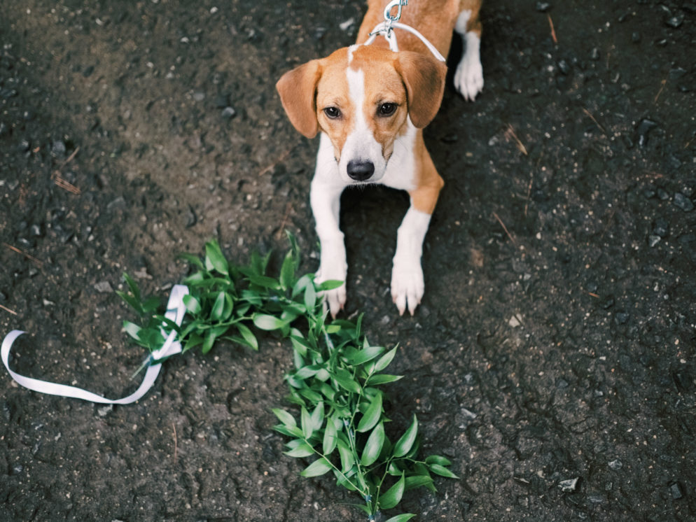 CCXT1551 maryland-wedding