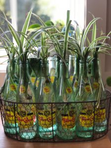 Five Ways to Keep Your Houseplants From Wilting in the Summer Heat