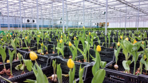 Here’s Where Your Locally Grown Whole Foods Tulips Really Come From