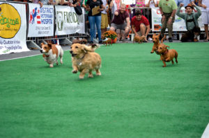 There Will Be an Enormous Wiener Dog Race in DC on September 21