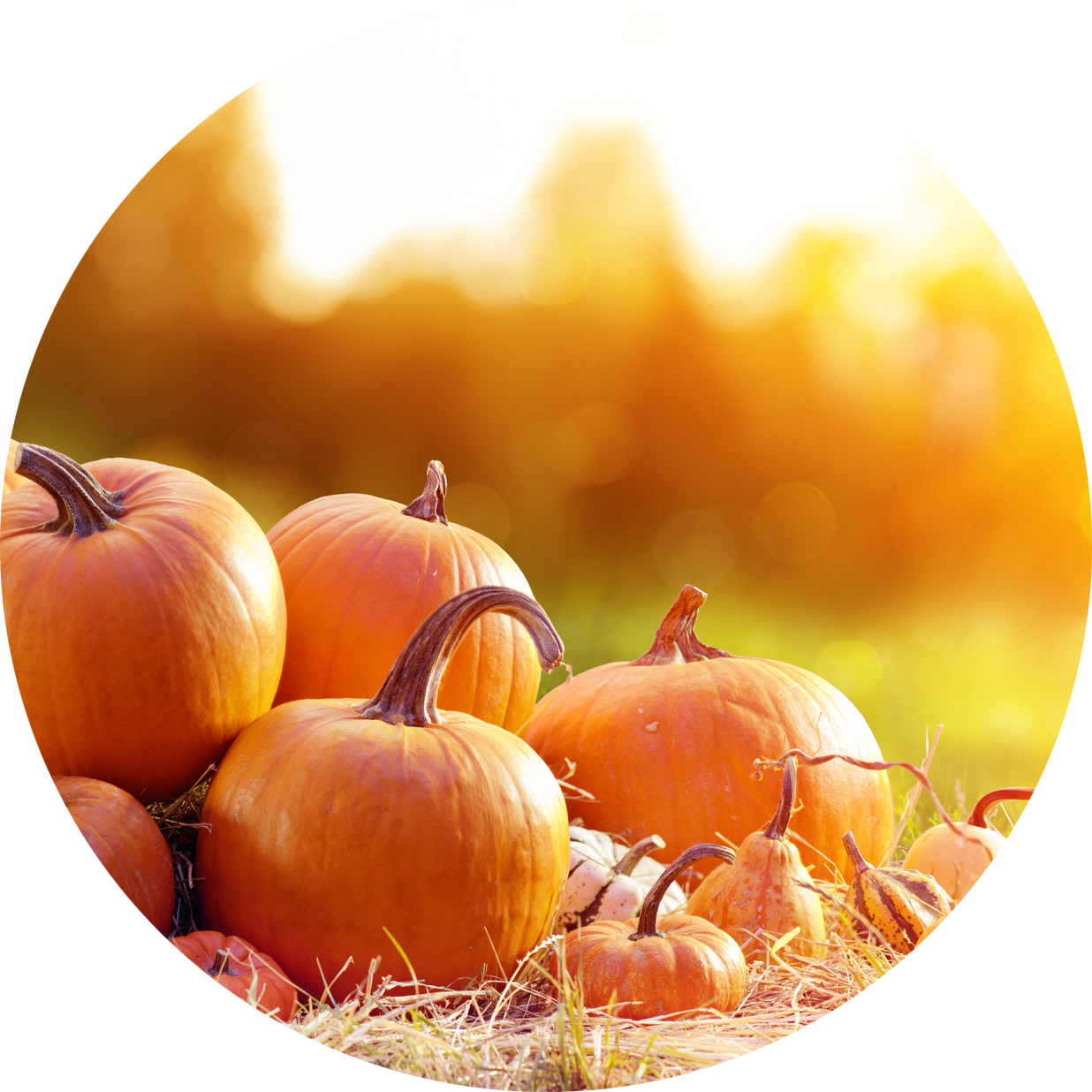 How to Do Fall Around DC