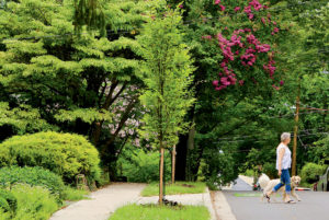 Inside Takoma Park’s Ongoing Tree War