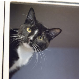 You Can Adopt a Pet for Free Through Wednesday at the Humane Rescue Alliance