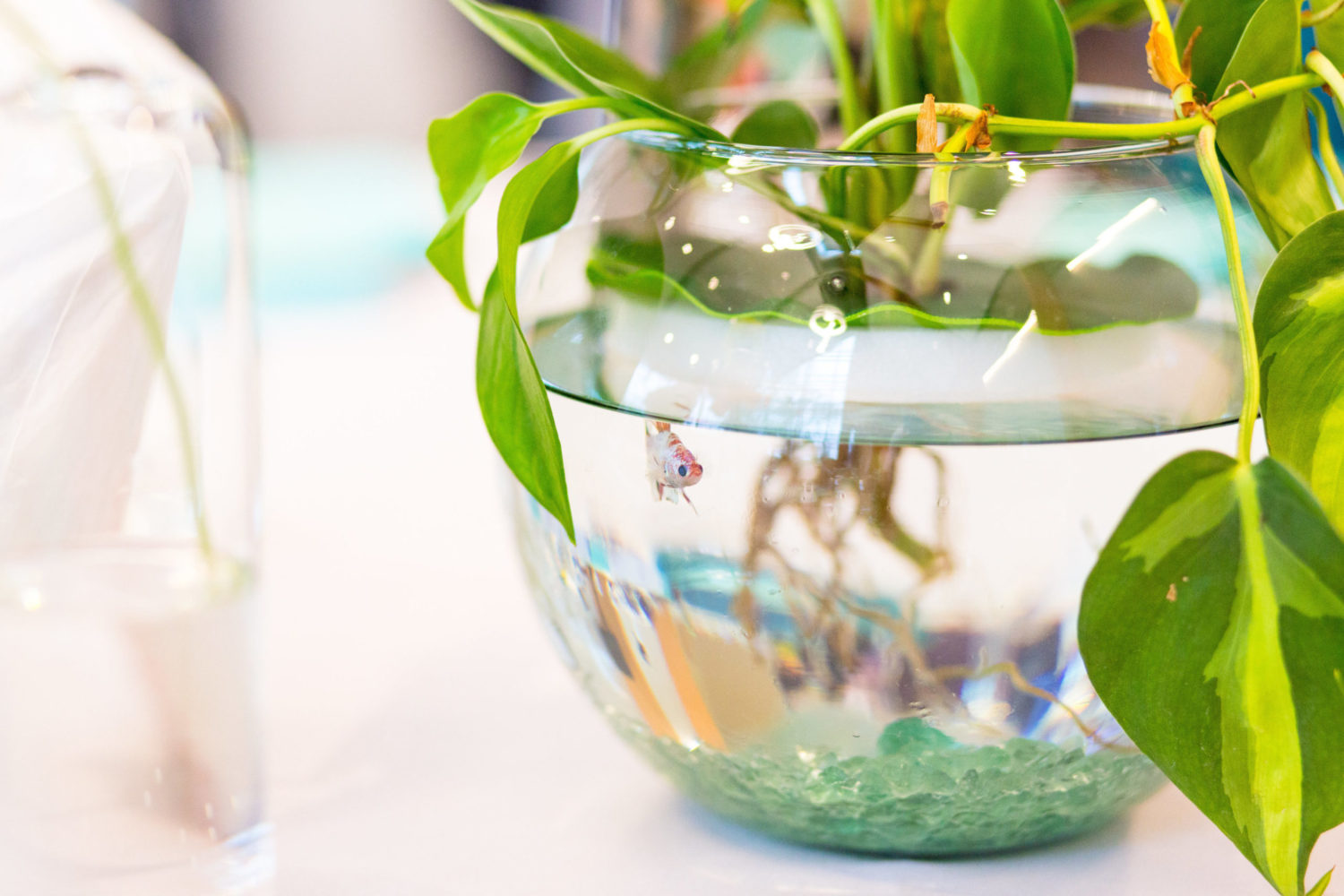 View More: https://taylorrose.pass.us/ethical-wedding-with-beta-fish-centerpieces View More: https://taylorrose.pass.us/ethical-wedding-with-beta-fish-centerpieces