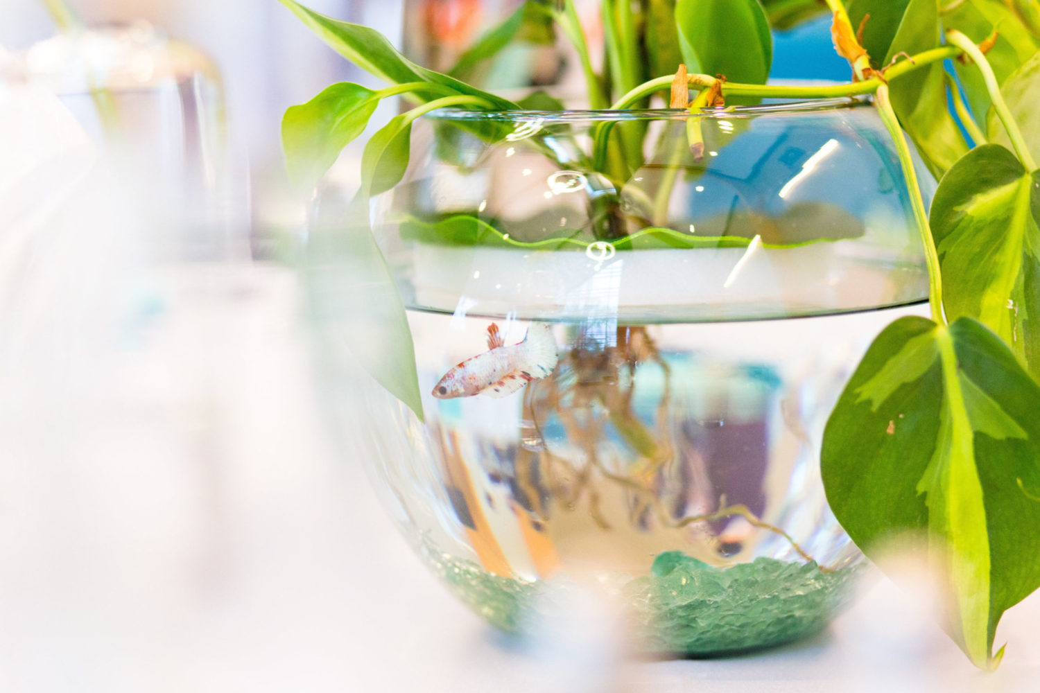 View More: https://taylorrose.pass.us/ethical-wedding-with-beta-fish-centerpieces View More: https://taylorrose.pass.us/ethical-wedding-with-beta-fish-centerpieces